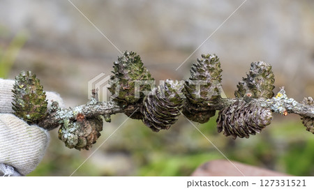 Close-up of gloved hand holding old cut European larch branch with cones and lichen on a blurred green background. 127331521