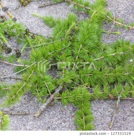 Trimmed old branches and cones of European larch lie in the garden. 127331529