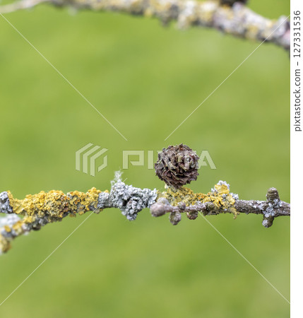 Old cut branch of European larch with a cones and lichen on blurred green background. Close-up Old cut branch of European larch with a cones and lichen on blurred green background. Close-up 127331536