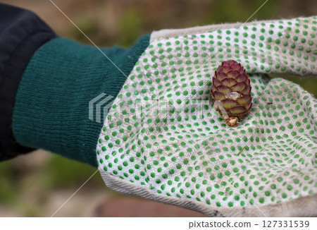 Gloved hand holds an old European larch cone 127331539