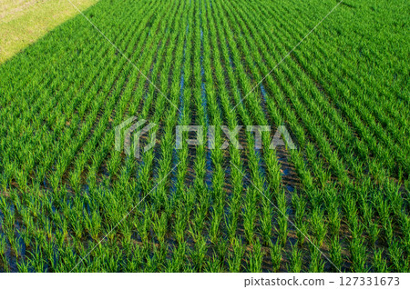水稻種植風景：插秧後的稻田 127331673
