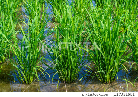 水稻種植風景:插秧後的稻田 水稻種植風景:插秧後的稻田 127331691