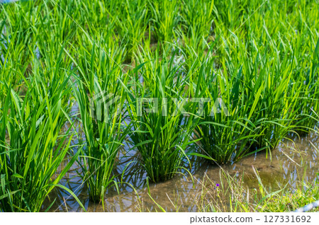 水稻種植風景:插秧後的稻田 水稻種植風景:插秧後的稻田 127331692