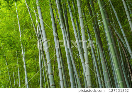 竹林（日式風格圖像） 127331862