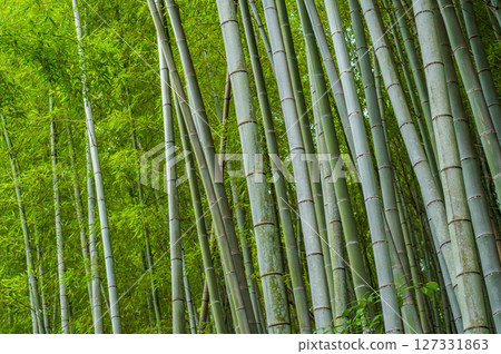 竹林(日式風格圖像) 竹林(日式風格圖像) 127331863
