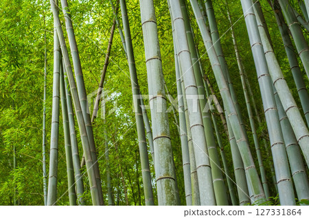 竹林(日式風格圖像) 竹林(日式風格圖像) 127331864