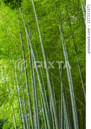 竹林（日式風格圖像） 127331871
