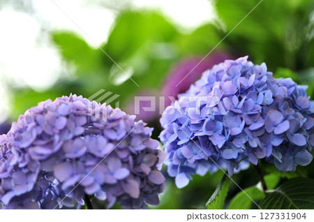 附近的繡球花 127331904