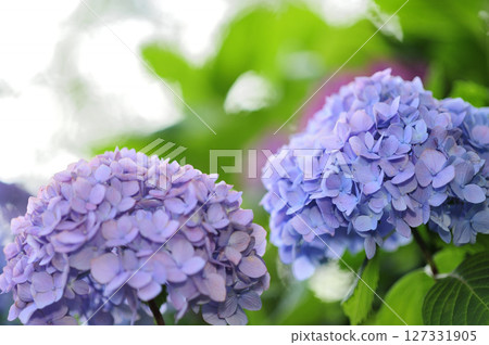 附近的繡球花 附近的繡球花 127331905