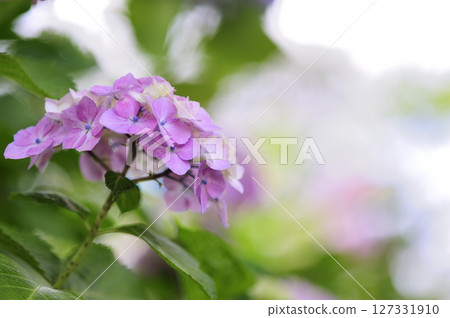 附近的繡球花 127331910