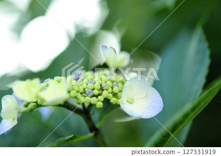 Hydrangea in the neighborhood 127331919