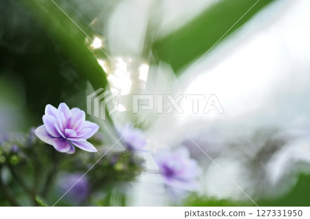 Hydrangea in the neighborhood 127331950