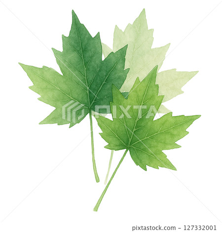 Set of 3 maple green leaves - watercolor early summer illustrations (cutout PNG) 127332001