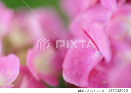 Early summer flower hydrangea Early summer flower hydrangea 127332010