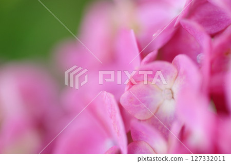 Early summer flower hydrangea 127332011