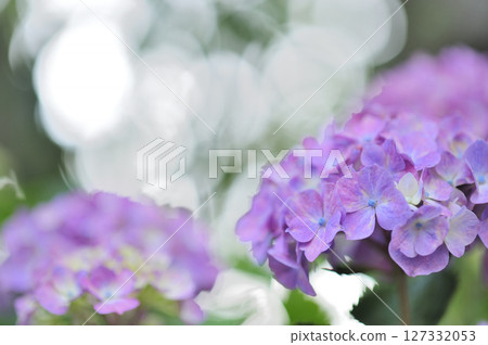 附近的繡球花 127332053