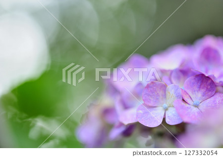 Hydrangea in the neighborhood 127332054