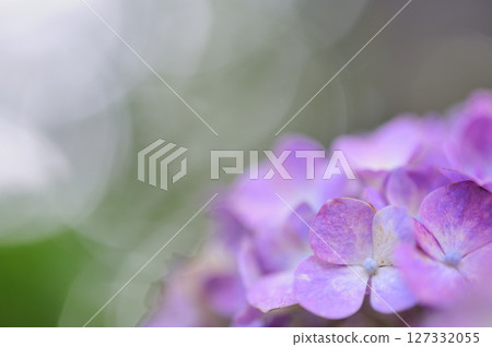 Hydrangea in the neighborhood 127332055