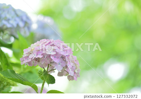 Hydrangea during the rainy season Hydrangea during the rainy season 127332072