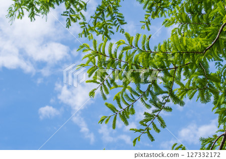 Leaf of fresh green Metasequoia 127332172