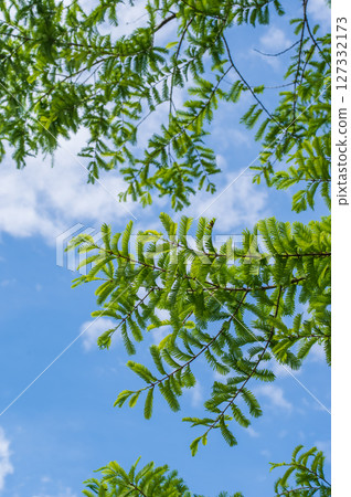 Leaf of fresh green Metasequoia 127332173