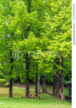 Fresh green Metasequoia Fresh green Metasequoia 127332177