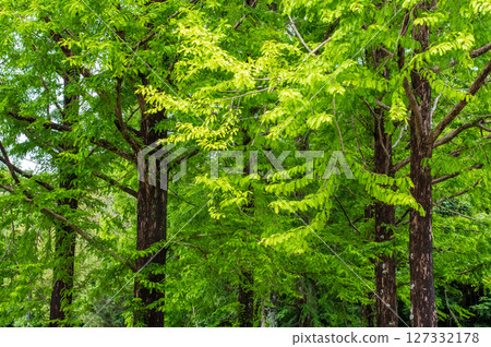 Fresh green Metasequoia Fresh green Metasequoia 127332178
