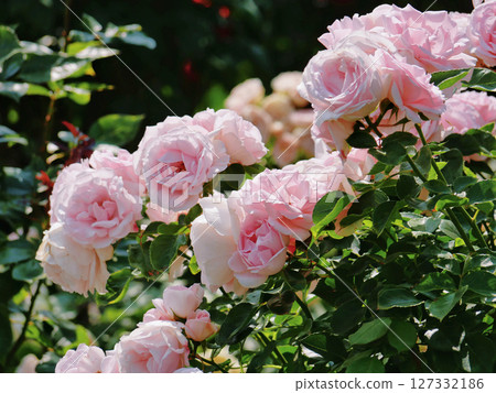 Westerland Polyantha rose flowers. Pink roses bloom Westerland Polyantha rose flowers. Pink roses bloom 127332186