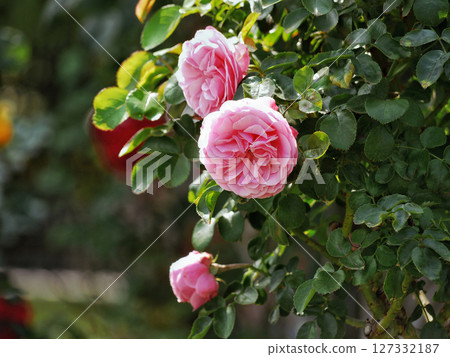 Westerland Polyantha rose flowers. Pink roses bloom close up Westerland Polyantha rose flowers. Pink roses bloom close up 127332187