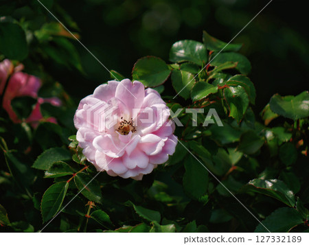 Westerland Polyantha rose flower. Pink rose bloom close up 127332189