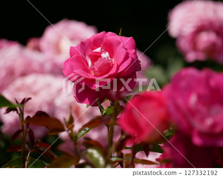 Westerland Polyantha rose flowers. Pink roses bloom close up 127332192