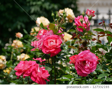 Westerland Polyantha rose flowers. Pink and yellow roses bloom 127332193