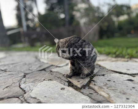 street cat walks through the evening city. High quality photo 127332304