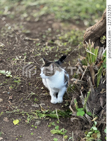 street cat walks through the evening city. High quality photo 127332305
