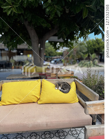 street cat walks through the evening city. High quality photo 127332308