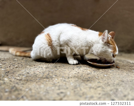 street cat walks through the evening city. High quality photo street cat walks through the evening city. High quality photo 127332311