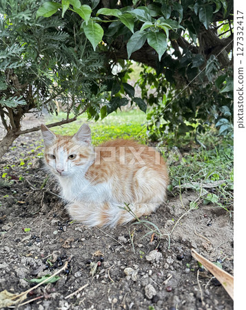 street cat walks through the evening city. High quality photo 127332417