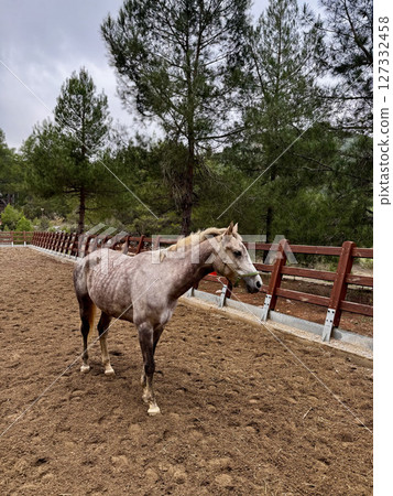 horse walks on a farm pine trees autumn. High quality photo horse walks on a farm pine trees autumn. High quality photo 127332458