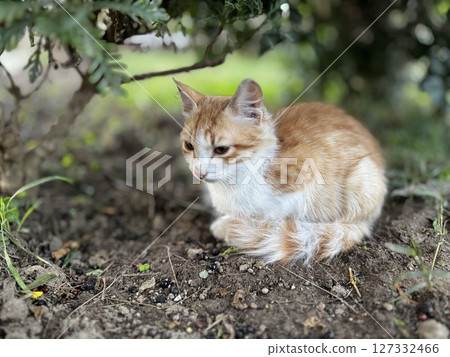 street cat walks through the evening city. High quality photo street cat walks through the evening city. High quality photo 127332466