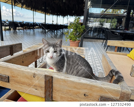 street cat walks through the evening city. High quality photo 127332490