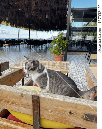 street cat walks through the evening city. High quality photo 127332495