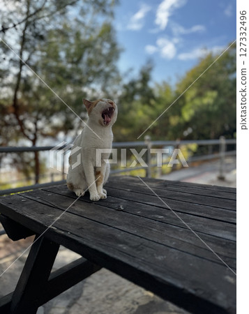 street cat walks through the evening city. High quality photo 127332496