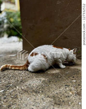 street cat walks through the evening city. High quality photo street cat walks through the evening city. High quality photo 127332512