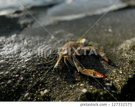 crab close up on sea beach. High quality photo crab close up on sea beach. High quality photo 127332573