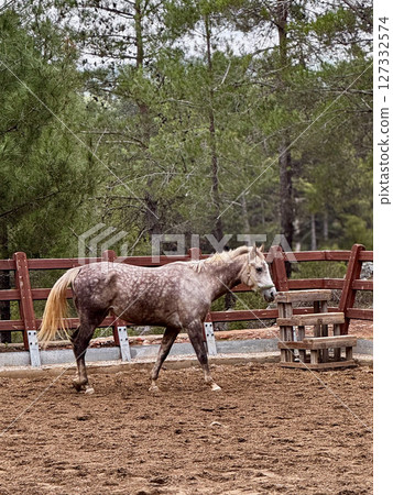 horse walks on a farm pine trees autumn. High quality photo 127332574