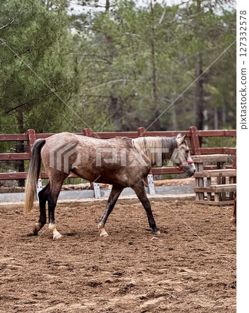 horse walks on a farm pine trees autumn. High quality photo 127332578