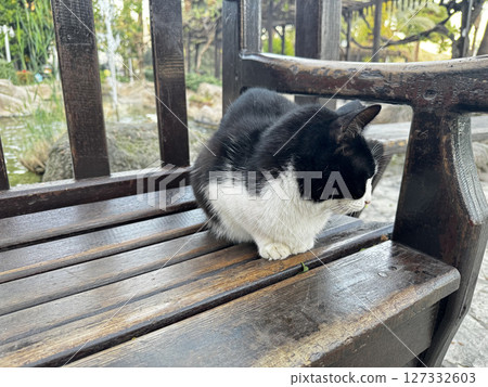 street cat walks through the evening city. High quality photo 127332603