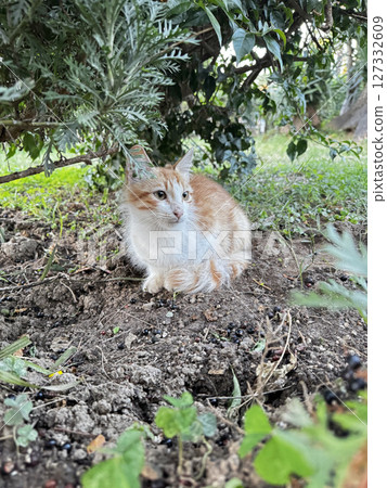 street cat walks through the evening city. High quality photo 127332609