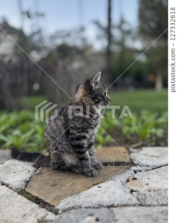 street cat walks through the evening city. High quality photo 127332618