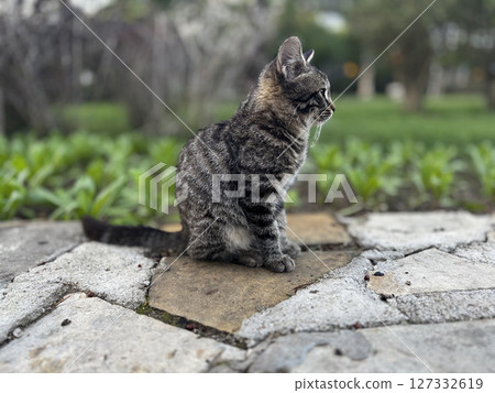 street cat walks through the evening city. High quality photo street cat walks through the evening city. High quality photo 127332619